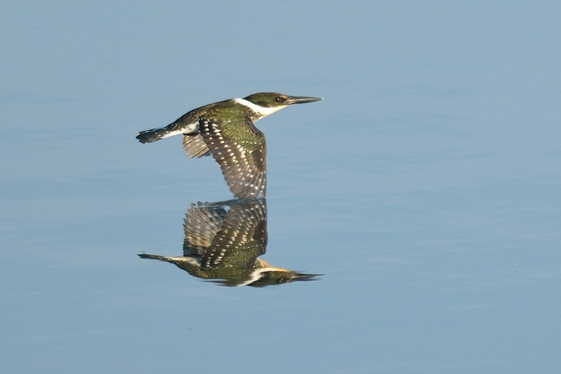 Groene IJsvogel